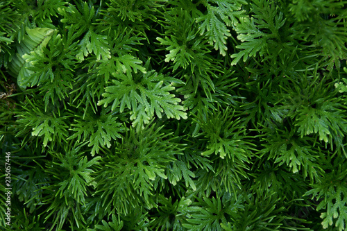 Green Leaf Plants as Texture Background