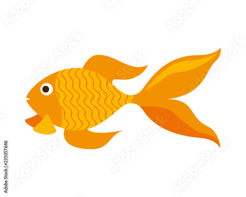 goldfish on white background