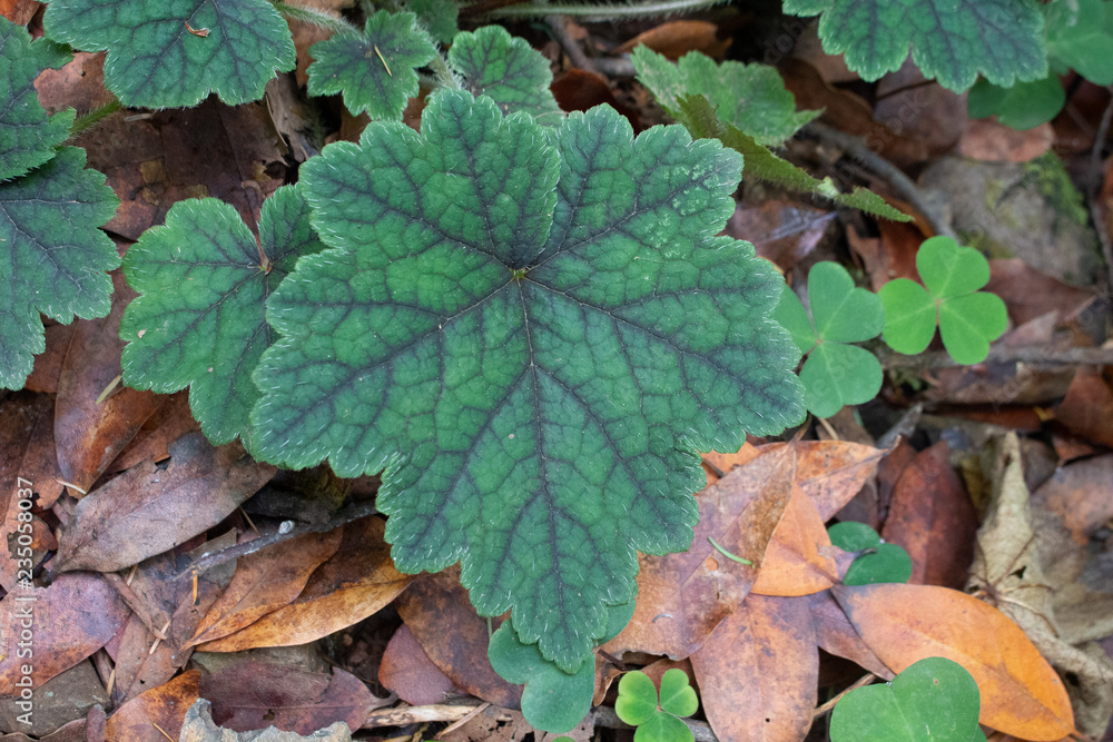 Leaf Leaf