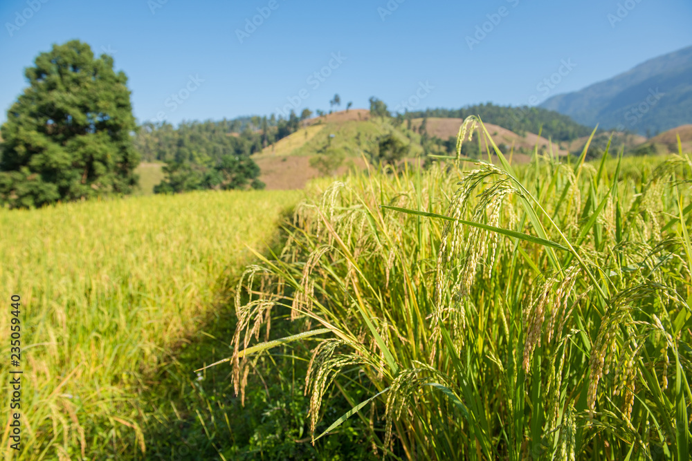 Rice fields on the hill Ready to harvest
Rice fields on the hill Ready to harvest