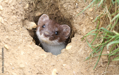Obraz na plátně A Stoat (Mustela erminea) peaking out of a hole in the ground whilst hunting