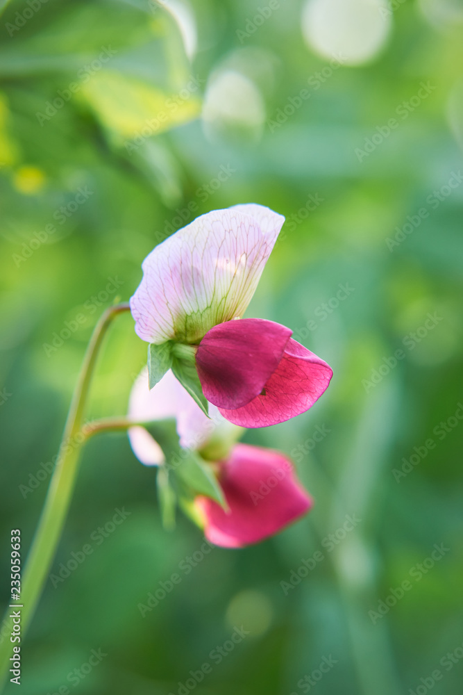 Obraz premium エンドウ豆の花