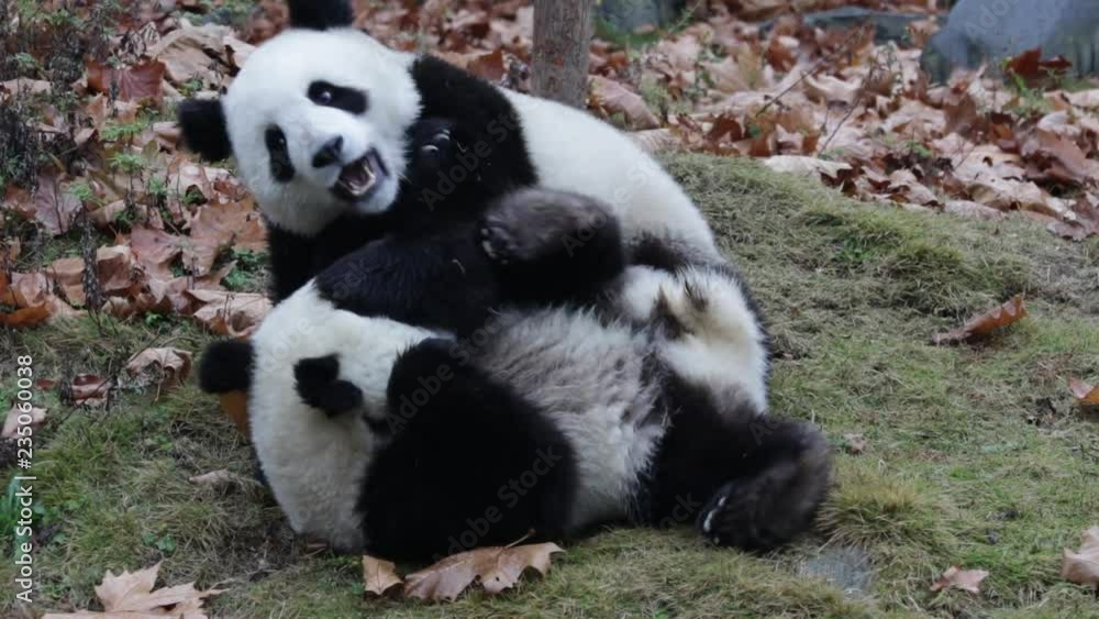 Panda Cubs are Having Fun on the Green yard, China Panda Cubs are Having Fun on the Green yard, China