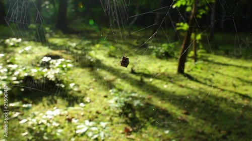 Close up in a spider in its web with a beautiful forest landscape. Flat plane