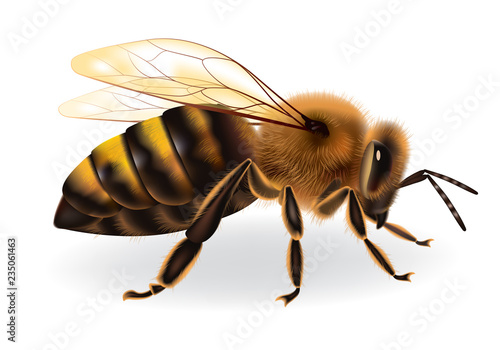 Bee on white background, vector