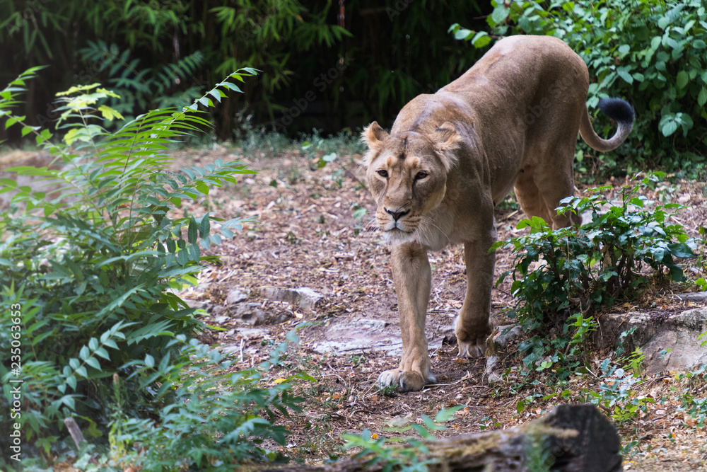 Naklejka premium Löwin auf Kontrollgang