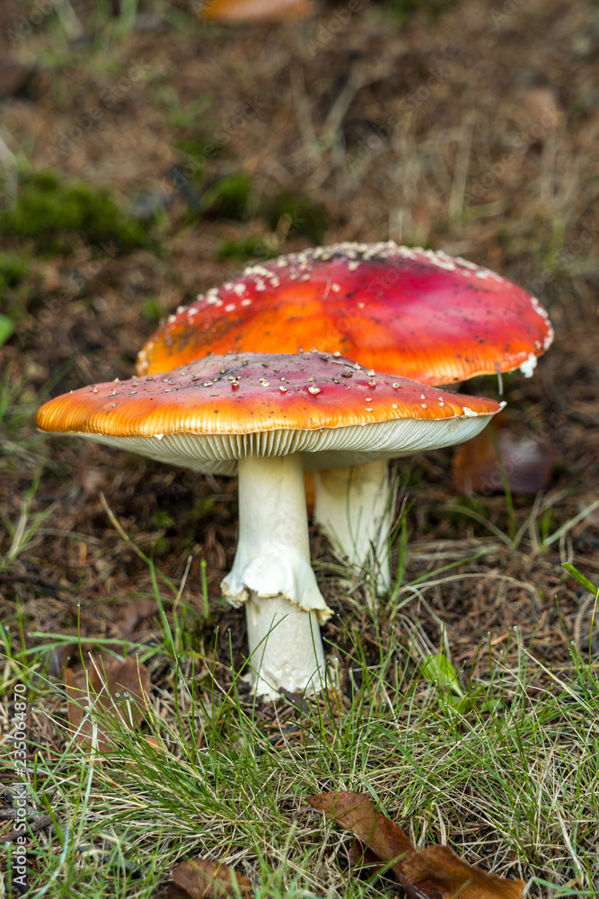 mushrooms with red cape filled with white dots on the grassy field in the shade mushrooms with red cape filled with white dots on the grassy field in the shade