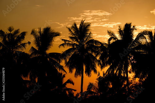 Black silhouette  coconut trees and light in the morning.