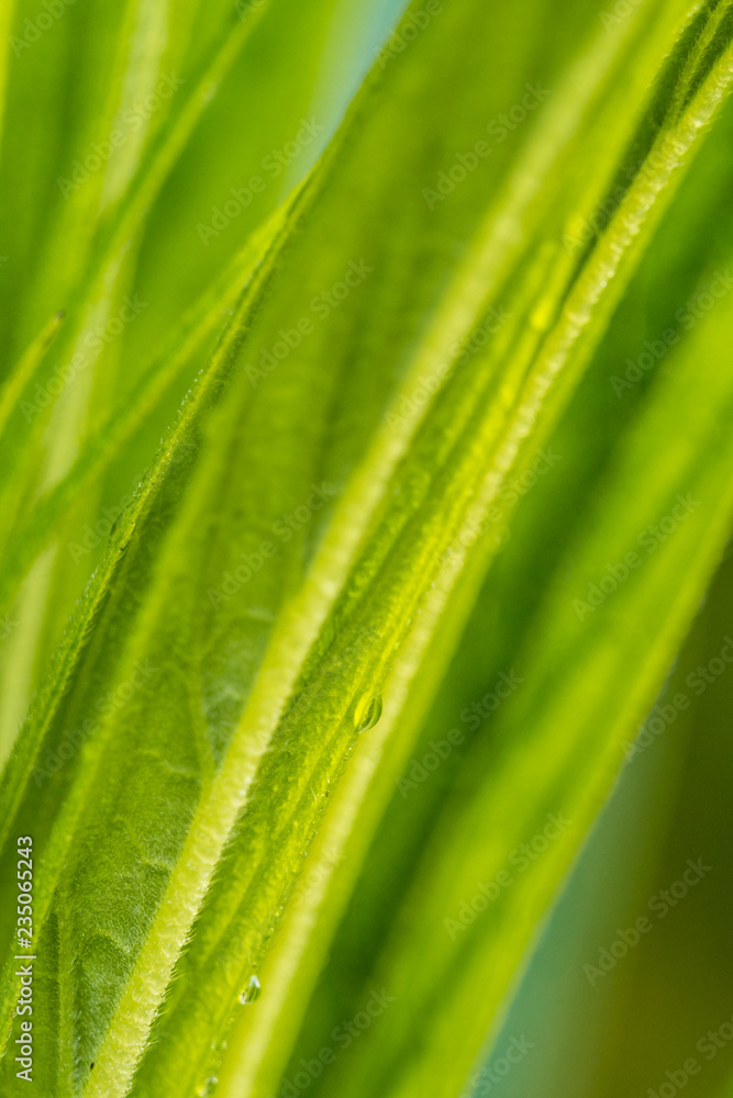 fresh green long leaves background texture