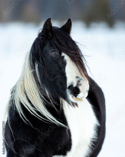 Vászonkép Gypsy Vanner Portrait