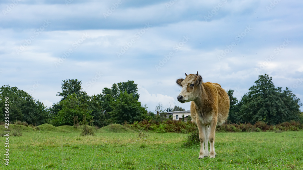 Red cow on the background of the natural landscape. Red cow on the background of the natural landscape.