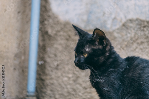Black cat © Shiv Mer