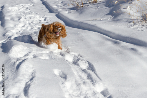 Fototapeta Naklejka Na Ścianę i Meble -  English cocker spaniel puppy playing during snowy winter day.