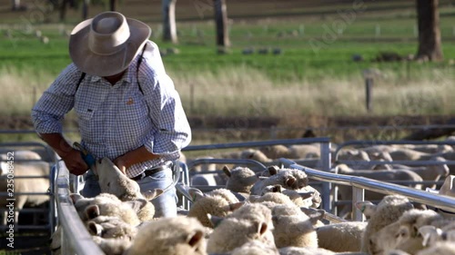 Hard working shepherd busy dosing flock of sheep to control and protect them from internal parasites.