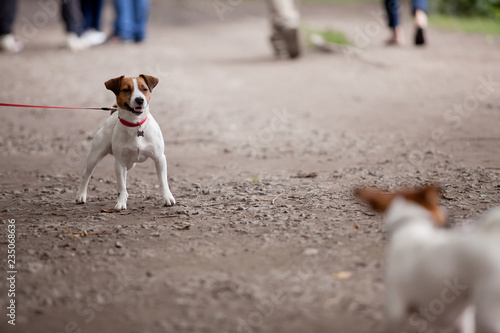 Portrait of cute Parson Russel terrier. Dog on a leather leash with his owner on the city street.