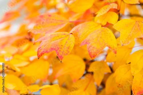 Gradient color of acer buergerianum leaves - close up