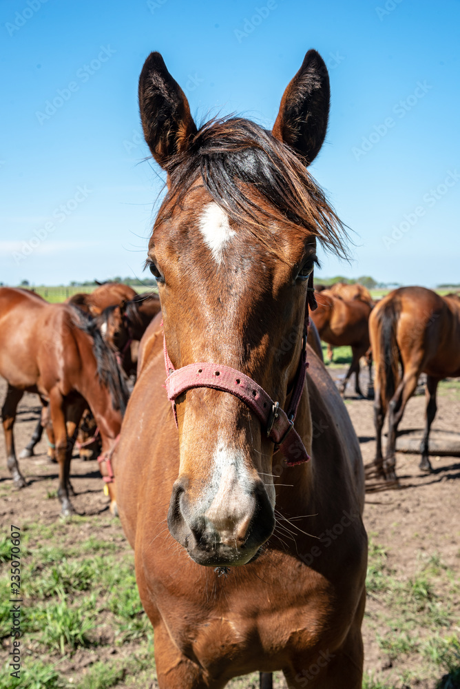 Fototapeta premium Closeup of a purebred horse head and other horses at the back against a blue sky