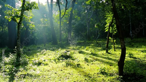 A big spider web between trees in the forest with beautiful natural lighting. Flat plane