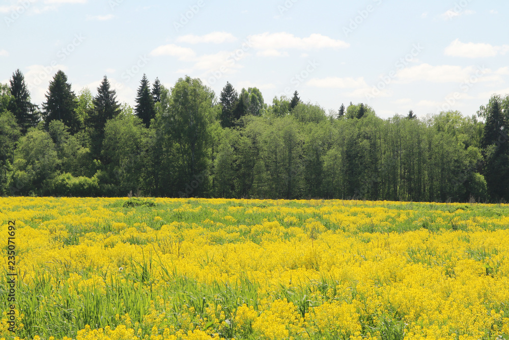 Field of rapeseed in Kostroma region, Russia