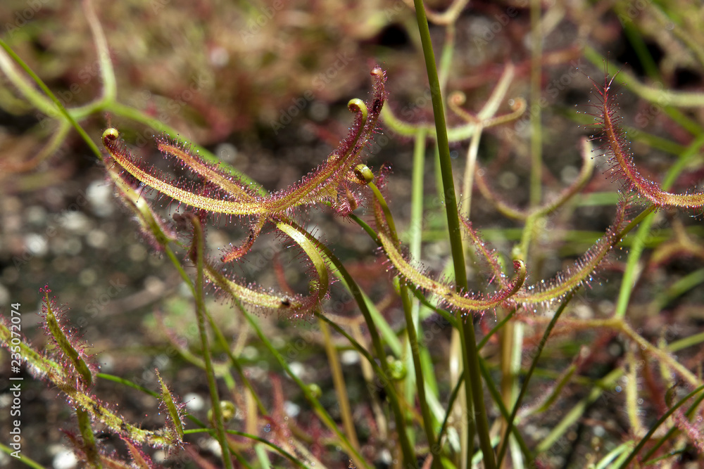 Fototapeta premium Sydney Australia, sundew plant with sticky mucilage to catch insects