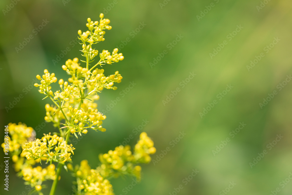 Galium verum - perennial herbaceous medicinal plant Galium verum - perennial herbaceous medicinal plant
