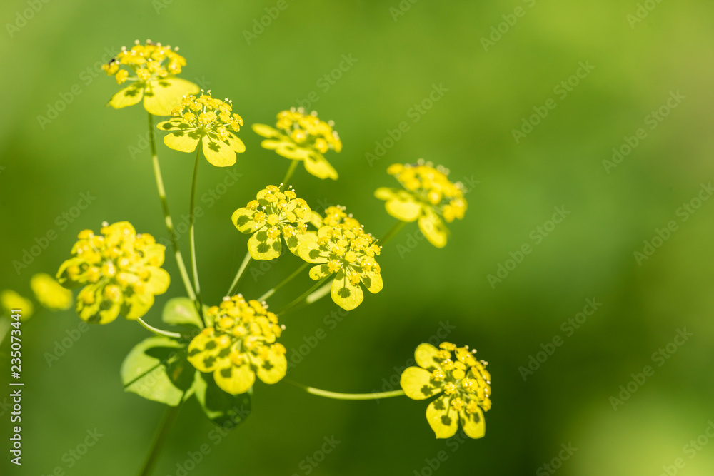 Foeniculum vulgare - perennial plant during flowering in the wild close up Foeniculum vulgare - perennial plant during flowering in the wild close up