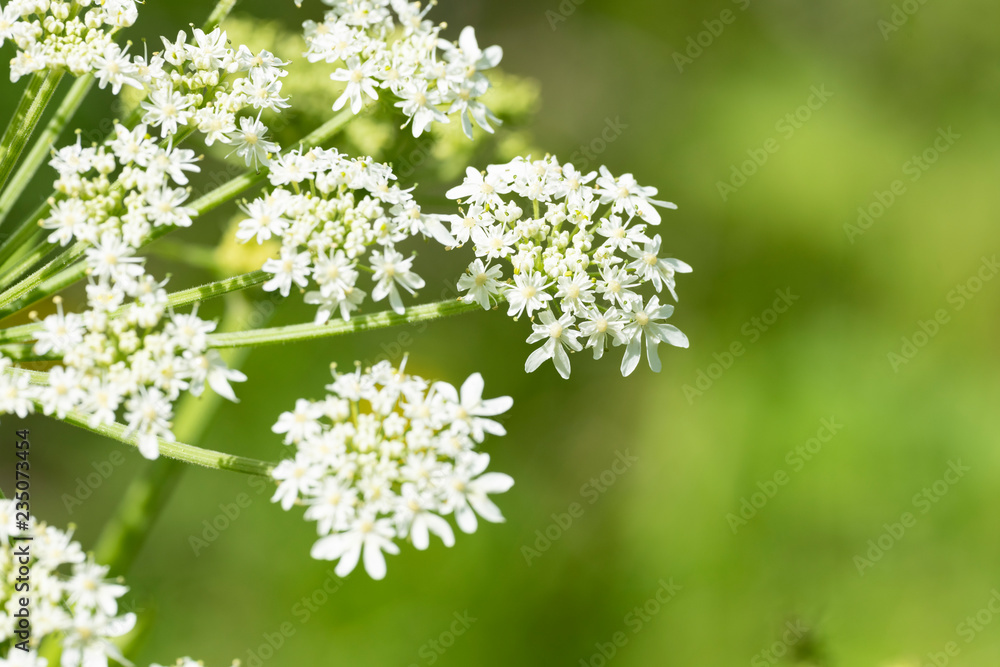Heracleum sphondylium - genus of plants of the family Umbrella. Heracleum sphondylium - genus of plants of the family Umbrella.