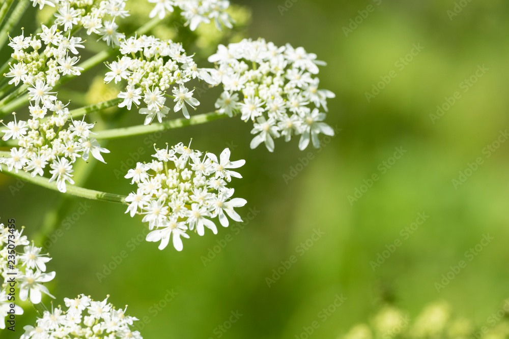 Heracleum sphondylium - genus of plants of the family Umbrella. Heracleum sphondylium - genus of plants of the family Umbrella.