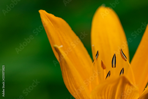 Fototapeta Naklejka Na Ścianę i Meble -  Orange lily in stamen detailing, close-up in natural light.
