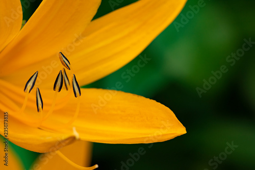 Fototapeta Naklejka Na Ścianę i Meble -  Orange lily in stamen detailing, close-up in natural light.