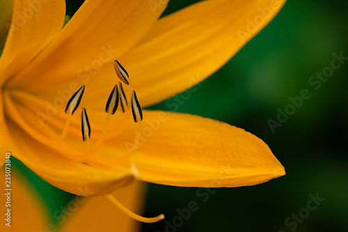 Fototapeta Naklejka Na Ścianę i Meble -  Orange lily in stamen detailing, close-up in natural light.