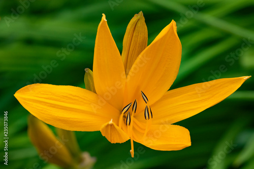Fototapeta Naklejka Na Ścianę i Meble -  Orange lily in stamen detailing, close-up in natural light.