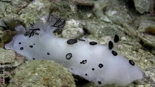 Jorunna funebris nudibranch photo