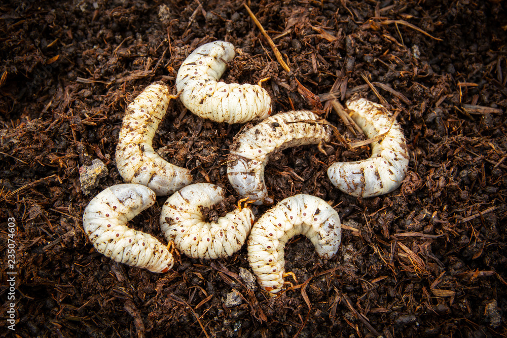 Obraz premium White worm larvae of chafer beetle on the ground under pile straw is abundance of environment space in the agricultural garden organic nature theme.