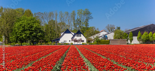 Panorama of a field of red tulips and farm in The Netherlands photo