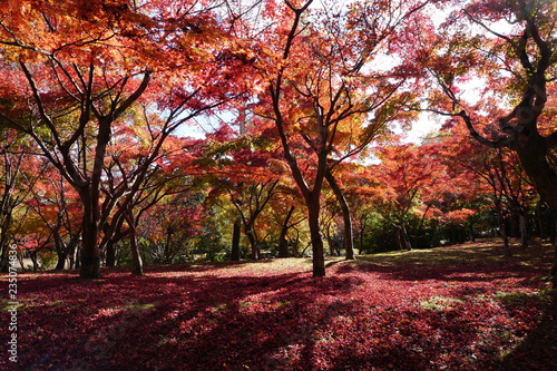 紅葉の林