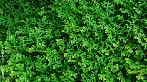 Selaginella ferns graden tropical