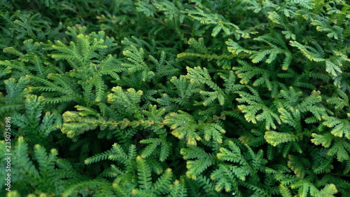 Selaginella ferns graden tropical