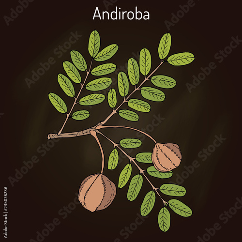 Andiroba Carapa guianensis , medicinal plant photo