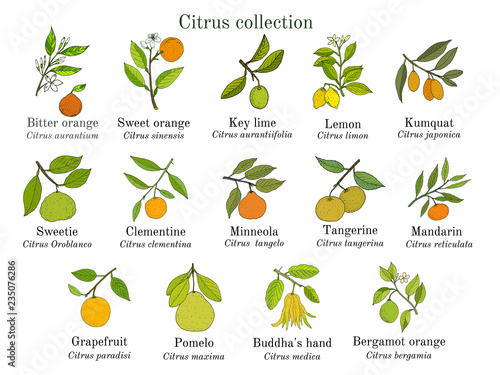 Set of different citrus branches with fruits and leaves