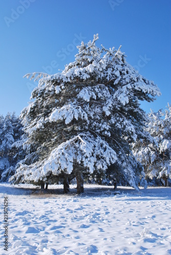 snow-covered pine at the forest edge in winter