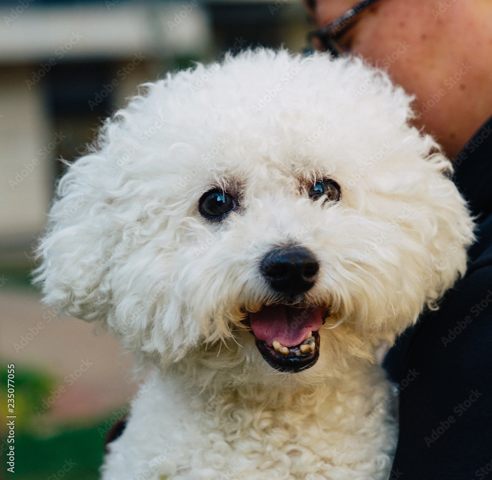 bichon frise,