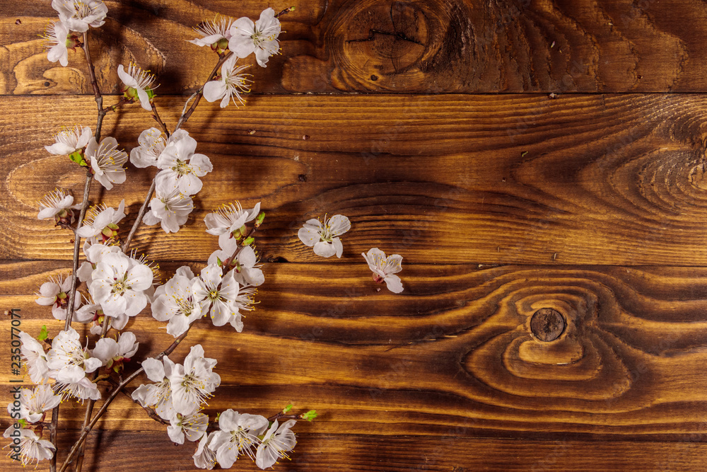 Flowers of apricot tree on wooden background Flowers of apricot tree on wooden background