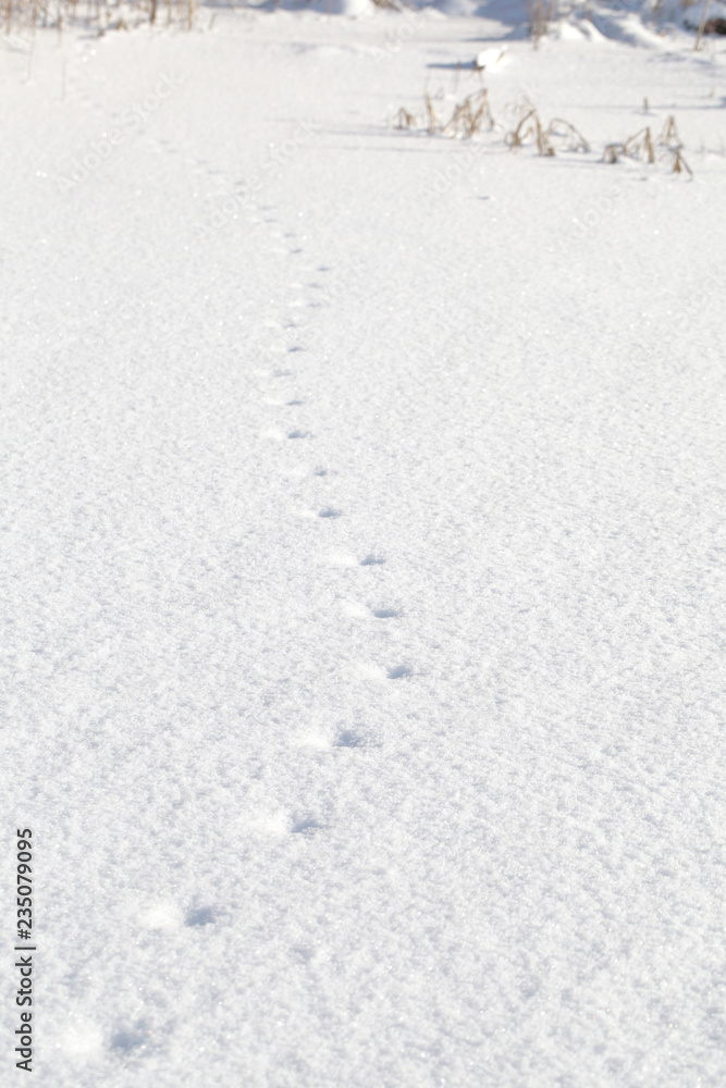 Traces of the animal in the snow. White background with footprints in a winter sunny day on the nature behind the city.