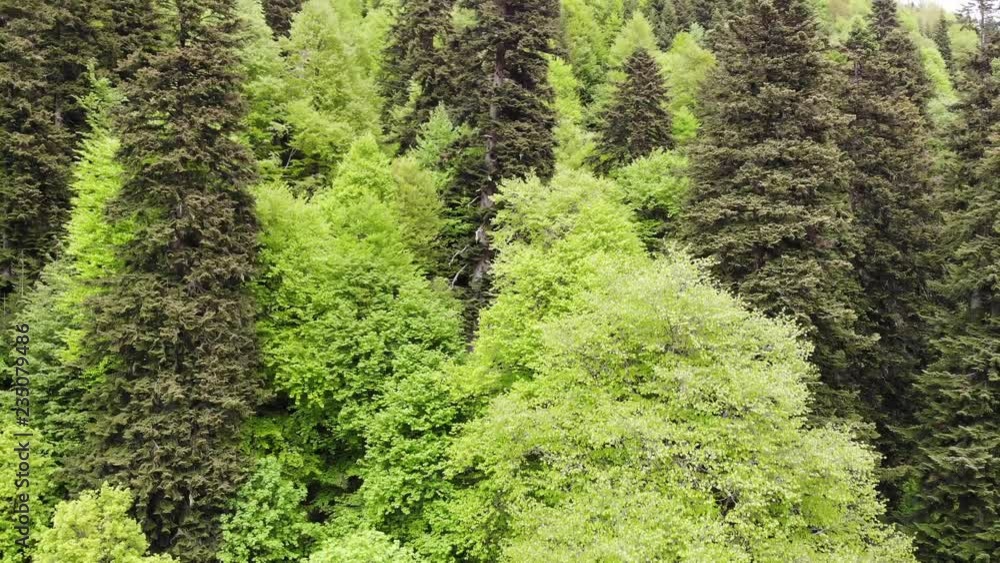 Caucasus. Dombay gorge near Belalakaya mountain. Caucasus. Dombay gorge near Belalakaya mountain.