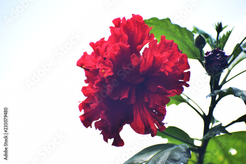 Red Hibiscus rosasinensis flower blooming on tree photo