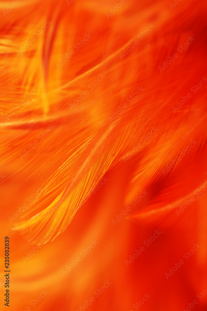 Blur Bird chickens feather texture for background, Fantasy, Abstract, soft color of art design. Blur Bird chickens feather texture for background, Fantasy, Abstract, soft color of art design.