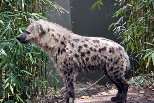 spotted hyena or laughing hyena