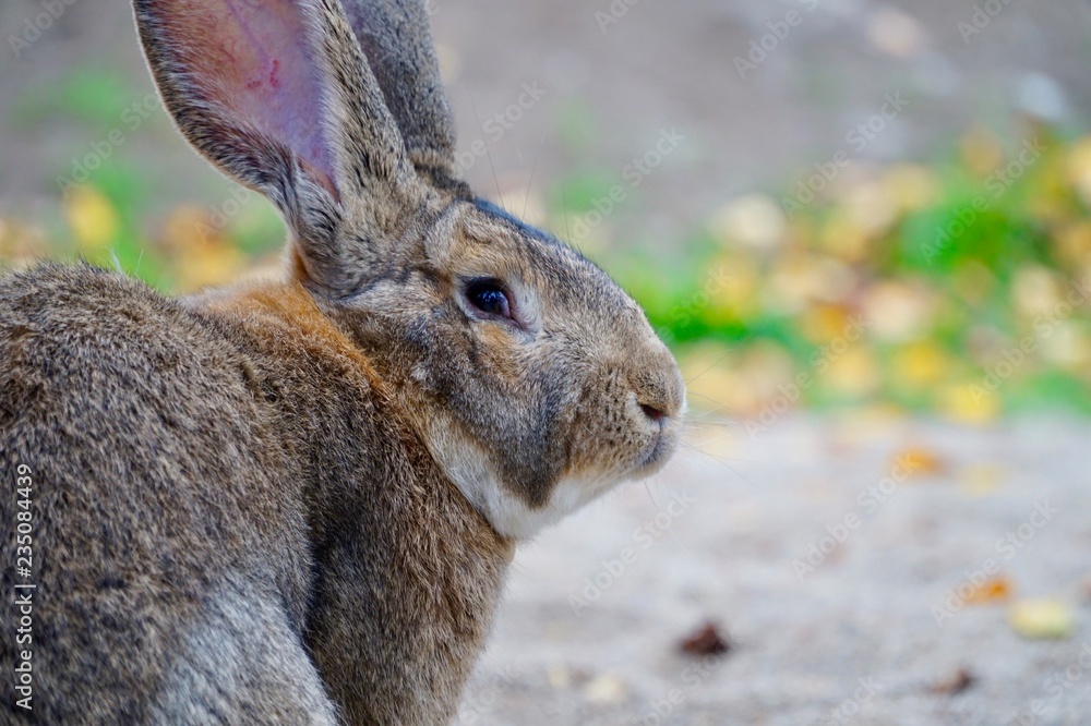 Deutscher Riese Kaninchen