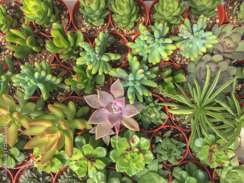Obraz premium Selective focus and top view variety of Miniature succulent plants.